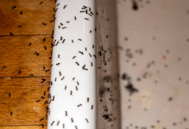 Best Best Pest Control Near Me  in Lowell, MI
